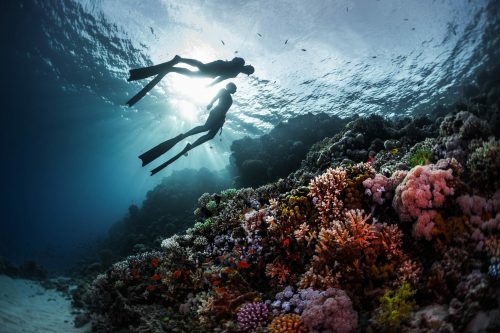Kreuzfahrt Südsee buchen bei REISEBÜRO Wache, zum Beispiel, um zu tauchen; im Bild: zwei Taucher oberhalb des Fotografen im Gegenlicht und oberhalb eines Korallenriffs